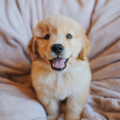 cachorros golden retriever