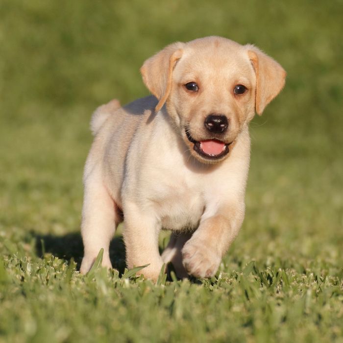 cachorros labrador