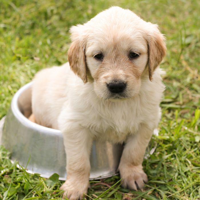 cachorros labrador retriever