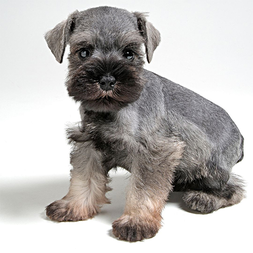 cachorros schnauzer miniatura - 1