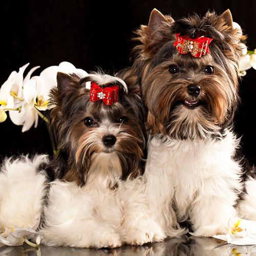 cachorros yorkshire biewer