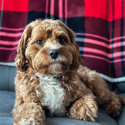 cavapoo adulto tamaño