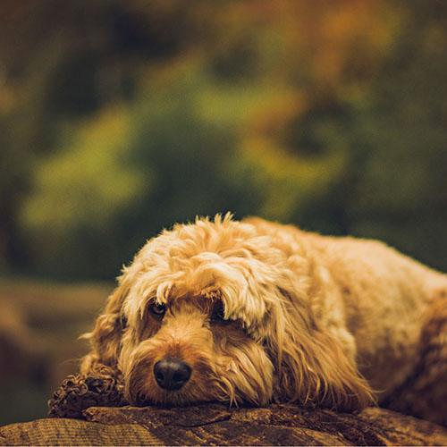 cavapoo tamaño