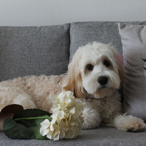 cavapoo venta