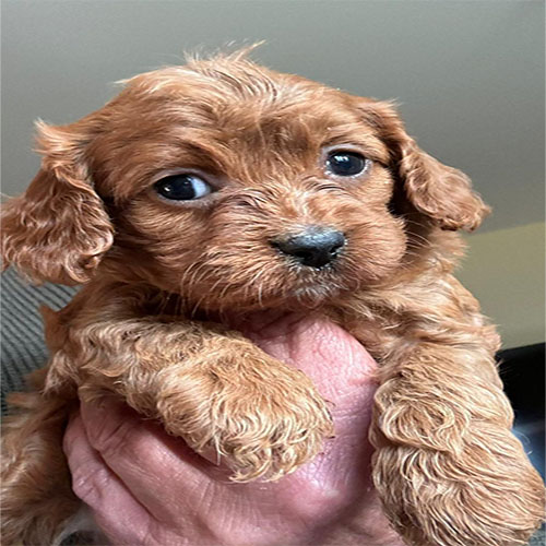 cavapoo