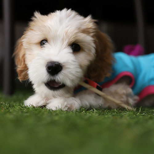 cavoodle precio