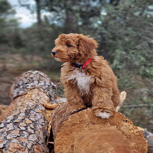 cavoodle
