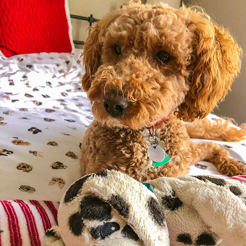 cobberdog australiano