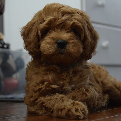 ccomprar cavapoo