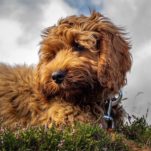 comprar cockapoo