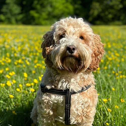 comprar cokapoo cachorro