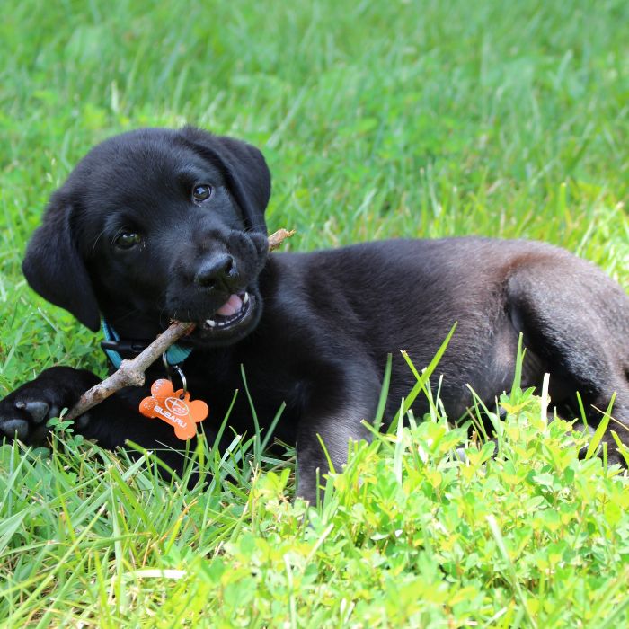 comprar labrador