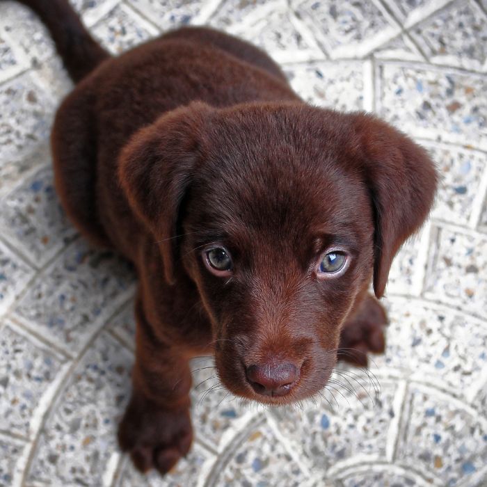 comprar labrador retriever