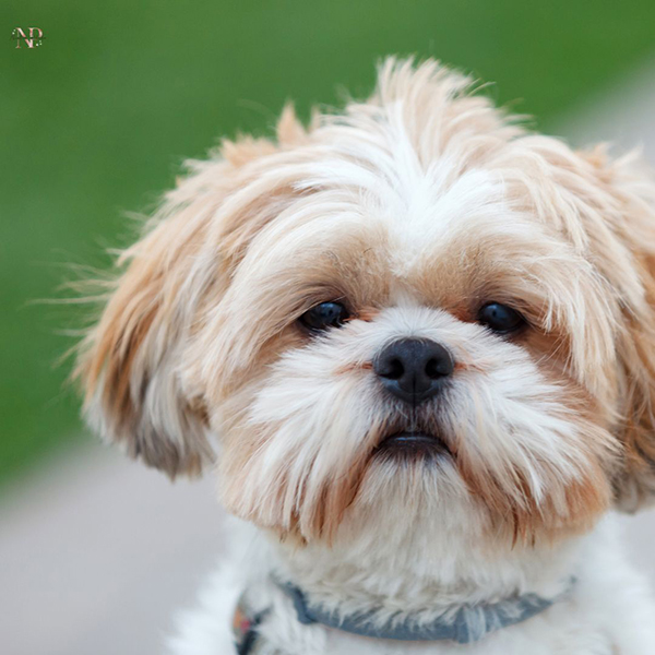 comprar shihpoo cachorro