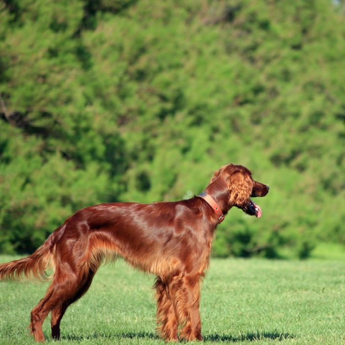 criadero de Setter Irlandés