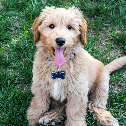 criadero goldendoodle españa