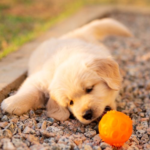 criaderos golden retriever
