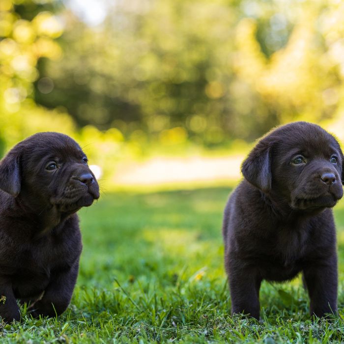 criadores labrador