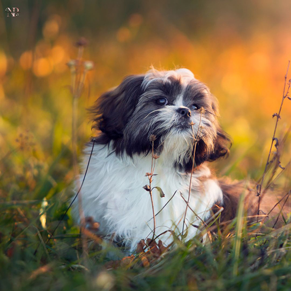 french poodle y shihtzu