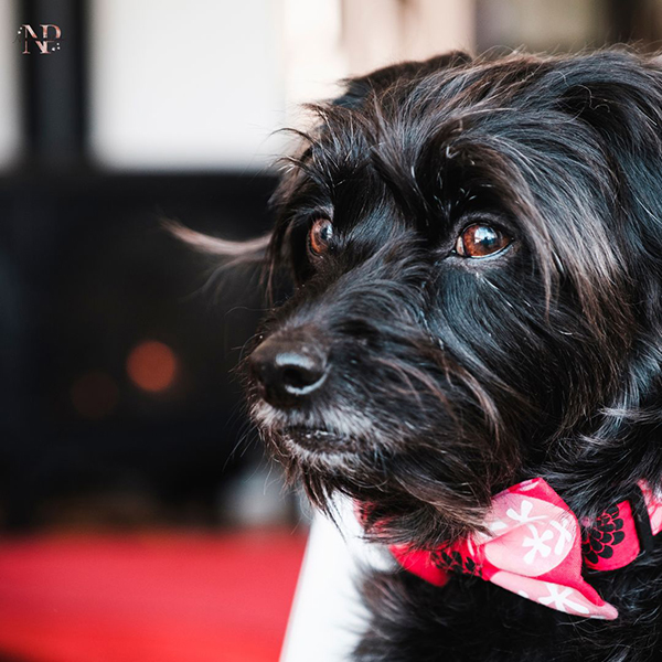 french poodle y shihtzu cachorro