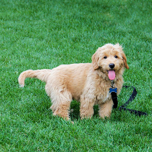 golden doodle cachorro