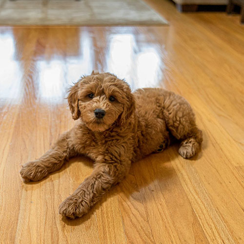 golden doodle gigante