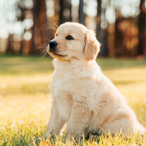 golden retriever blanco
