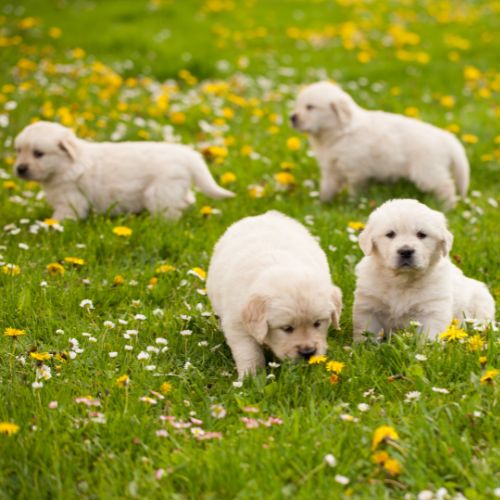 golden retriever dorado