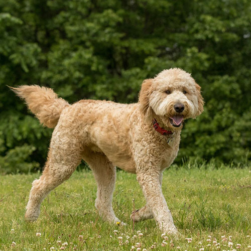 goldendoodle adopción