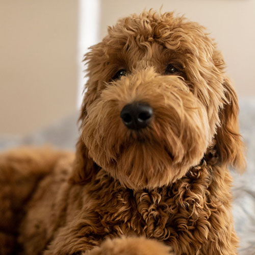 goldendoodle mini