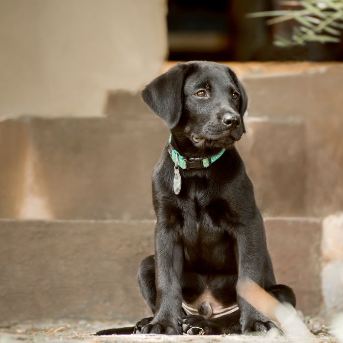 labrador retriever cachorro