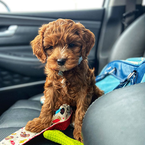 perro australian cobberdog precio
