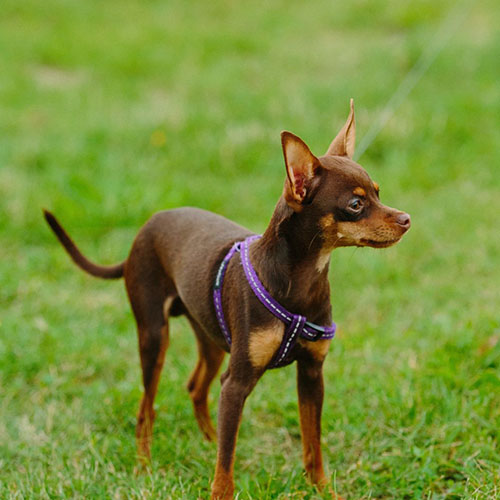 perro raton de praga