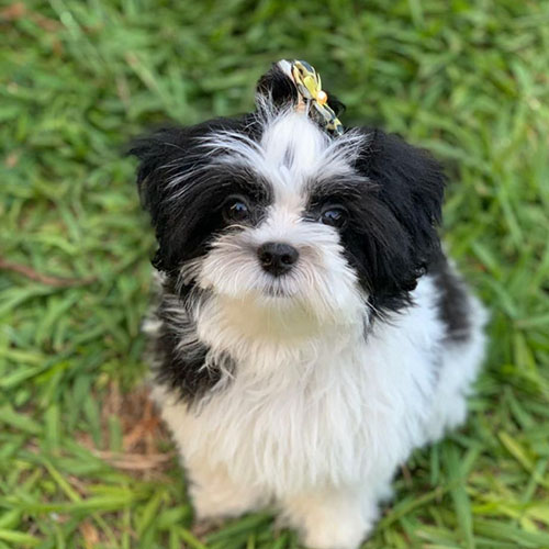 cachorro schanuzer - 1