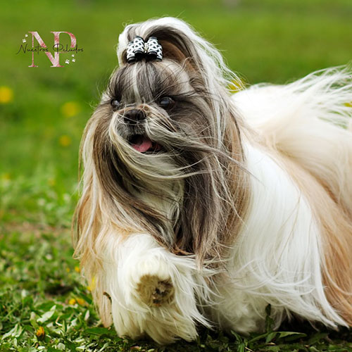 cachorro schanuzer - 1