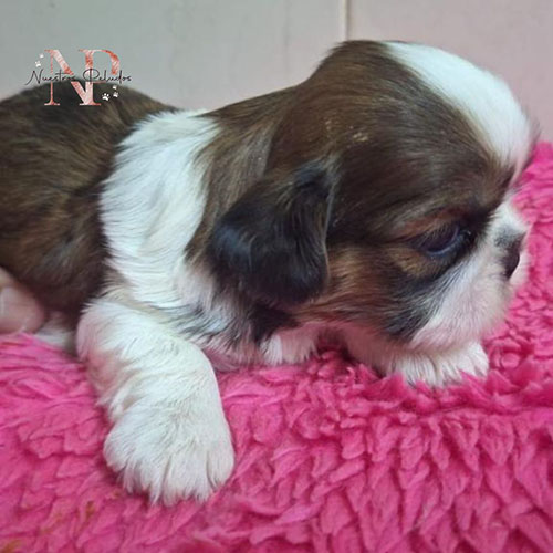 cachorro schanuzer - 1