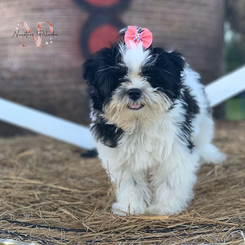 cachorro shih tzu 11