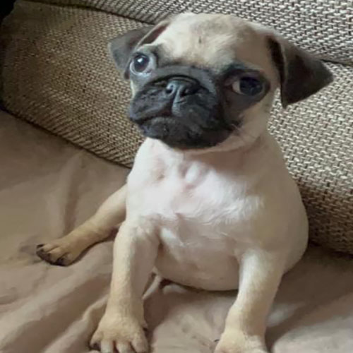 venta carlino