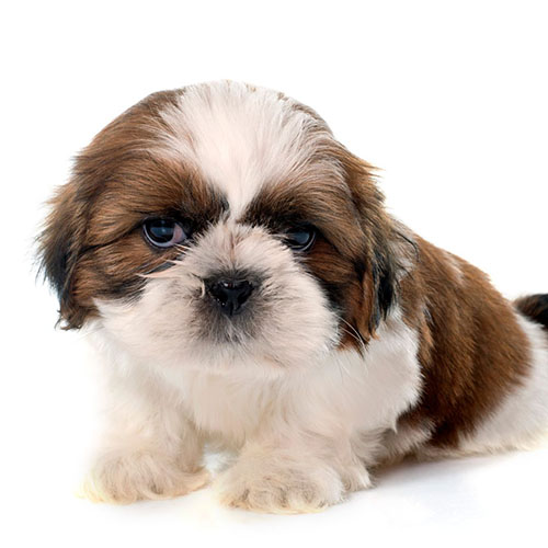 cachorro schanuzer - 1