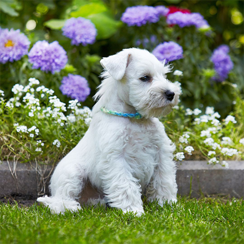 venta schnauzer miniatura
