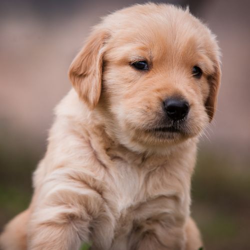 golden-retriever