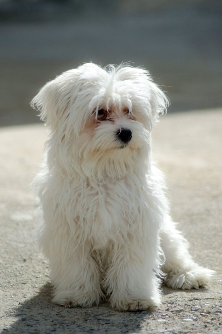 cachorro bichon maltes