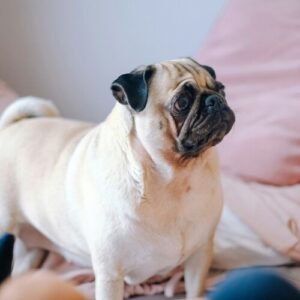 cachorro-pug-carlino
