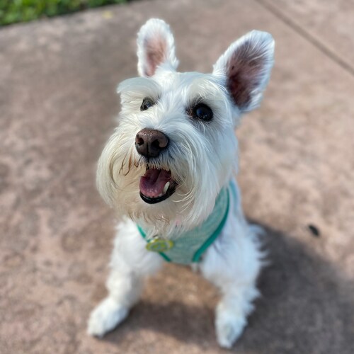 cachorro-schnauzer-miniatura