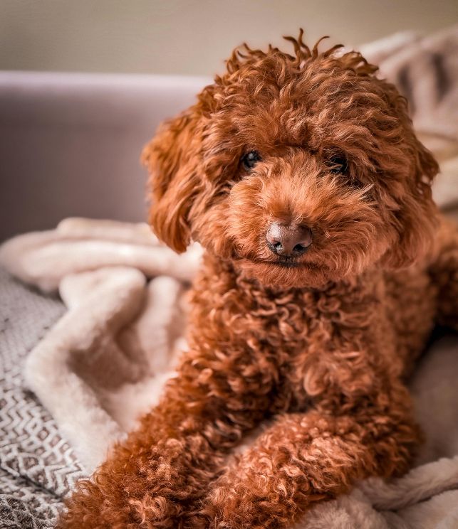 caniche