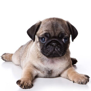 cachorro carlino 15