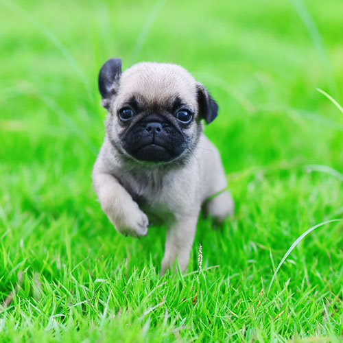 pug carlino