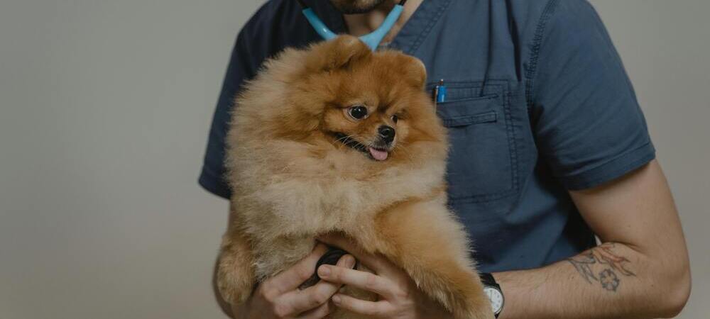 nuestras entregas de cachorros