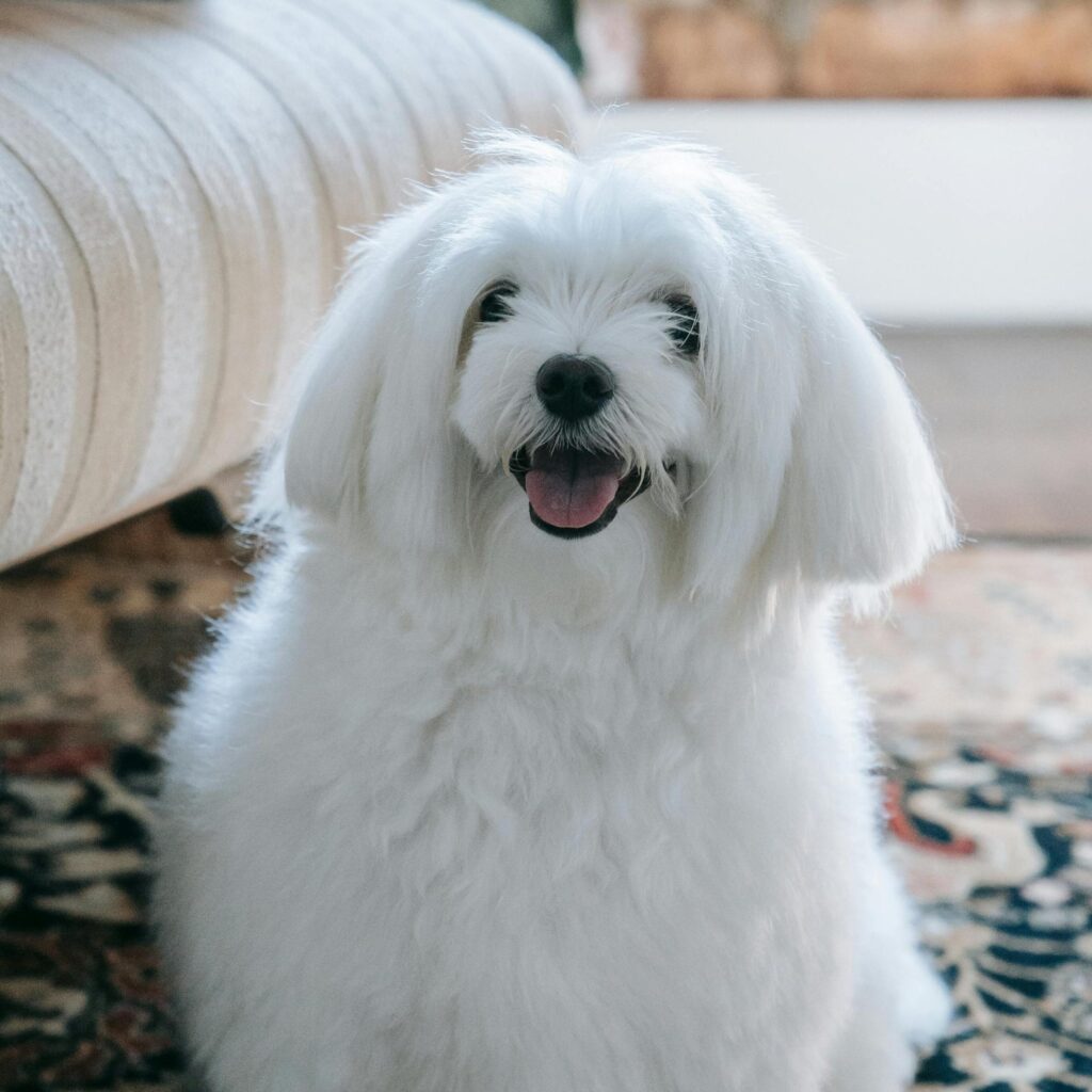 raza-bichon-maltes