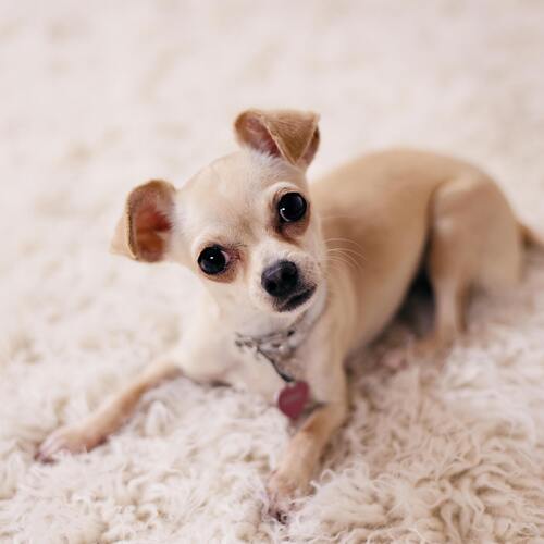 raza-chihuahua